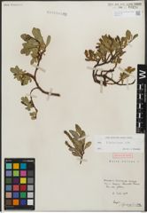 Foto von Salix retusa L.